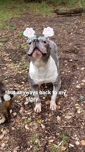 That time when Maisy almost sacrificed herself to save my bread #SoSassy #WooWooWednesday #NotTodayAndy #Storyteller #WeMissYou Follow @maisythebarnhippo for your weekly sass 💜💛🧡 | Maisy the Barn Hippo