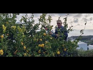 lemon tree pruning