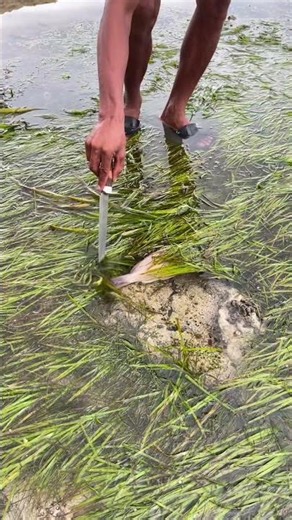 Fish Trapped by Low Tide! 😲🌊🐟
