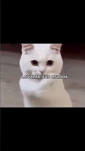 Letra completa de la canción “Fuera, Fuera, depresión.” #perro #xd #humor