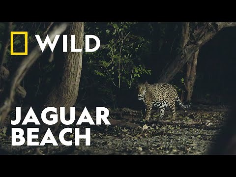 How Jaguars are Helping Sea Turtles | Big Cat Month | National Geographic WILD UK