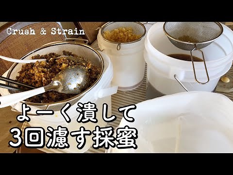 【日本ミツバチの採蜜】よーく潰して3回濾す方法😃巣枠式巣箱から引き上げた蜜を、ていねいにろ過して仕上げる蜜都宝林🥃✨✨