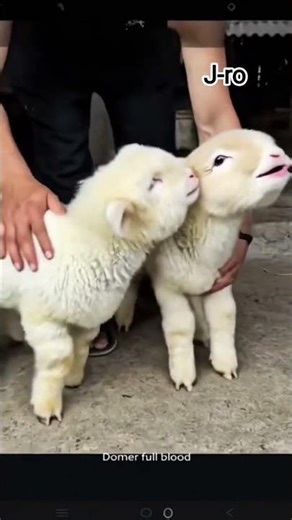 Gemes Banget! Kambing Merino Berbulu Super Tebal 😍#kambingmerino #dombamerino #hewangemes #anabul