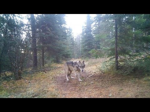 6 Months at the Scent Tree: Bears, Wolves & Wildlife Shenanigans in Saskatchewan