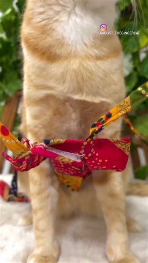 #❤️‍🔥❤️‍🔥 #just_wow❤️‍🔥 #boro_lokar_bati_lo #virul #catlover❤️😻 @rap song 4010