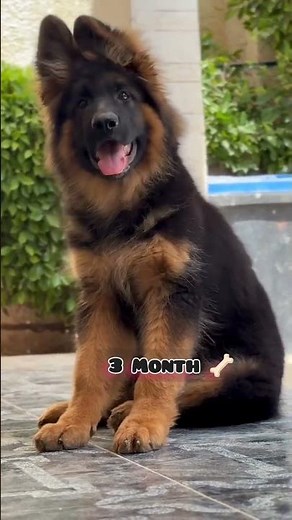 45 Days to One Year german shepherd transformation