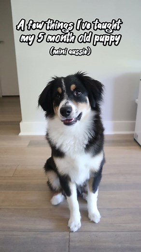 A few things I’ve taught my mini australian shepherd puppy. Some useful, all cute. #puppy #dogtraining #puppytiktok #puppytraining #miniaussie #dogtricks #miniaustralianshepherd #australianshepherd #aussiesdoingthings #dogsoftiktok #dogs #howto #dogsoftiktok #explore #cuteanimal #aussie