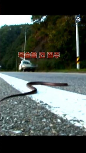 Can the rat snake cross this road? #RabbitSnake #Snake #VenomousSnake #DocuRain #NatureDocumentary