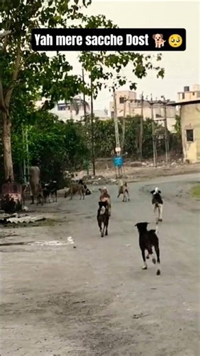 Cute Dog #shortvideo #dog #puppy #doglover#love