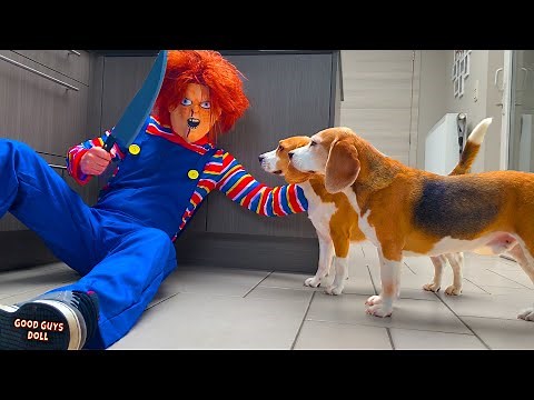 Pranking My Dog with a Scary Chucky Costume goes WRONG!!!