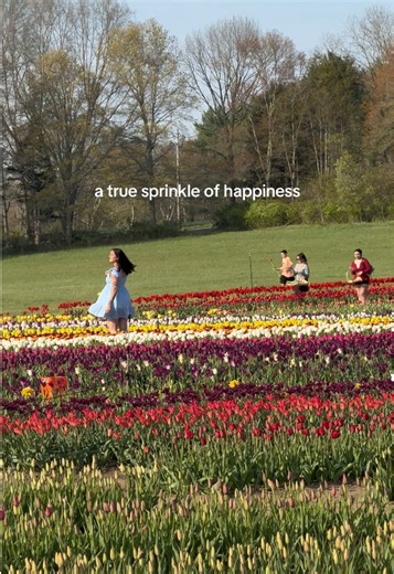 Frolicking Through Tulip Fields: A Full-Time Joy