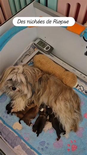 #bichon #bichonhavanais #chien #chiotmignon #puppydog #chiots #gard #petitchien #suddelafrance # | Bichon Havanais - Elevage des nichées de Riopse