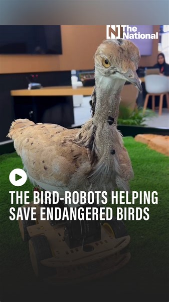 Bird-shaped robots are being used in the UAE to help save the endangered houbara as they help keep track of the species without alerting or scaring them. | The National