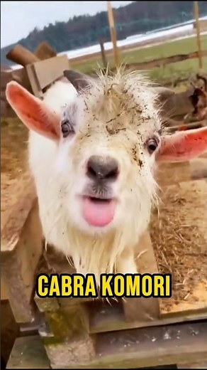Conocias estas razas de ovejas? 😌✨