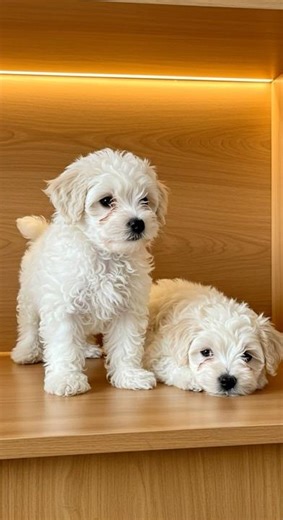 ¡Los Bichons más adorables que verás hoy! 🥹