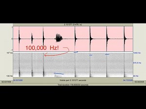 learning the palatal click for echolocation