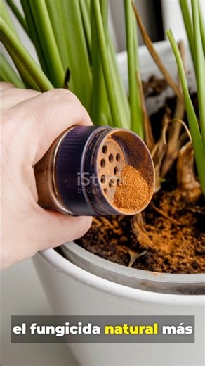 Canela: El mejor fungicida casero 🌿🛡️