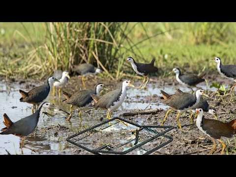 Waterhen Bird Trap Technique in Middle of Jungle for Survival #birdtrap