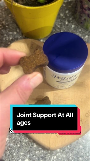 Joint Care for Dogs: Keep Their Joints Healthy