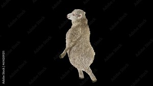 Sheep Dancing, Animal, 3d rendering, Animation Loop, cartoon, included in the end of the clip with Lama matte.