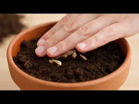 Cómo Cultivar Cilantro en Casa 🌿 (Rápido y Fácil)