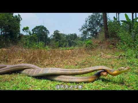 Unveiling the Royal Reproduction: Inside the King Cobra's Breeding Secrets