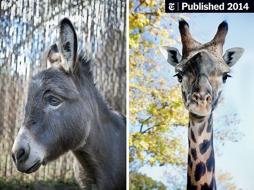 Zoo Animals and Their Discontents