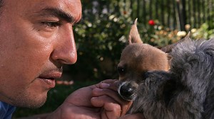 Amazon and the Dog Whisperer are bringing audiobooks to your posh pup