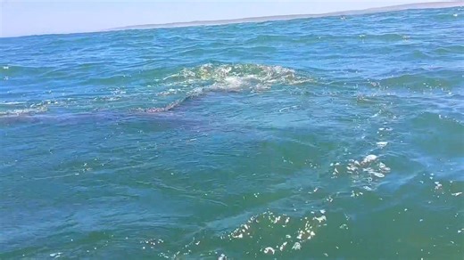 3.4K views · 51 reactions | And another awesome experience | Kayak Paternoster cc | Facebook