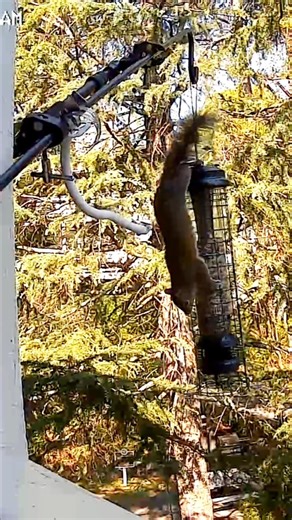 Squirrel-Proof Feeder STOPS Squirrel?! 🐿️😳