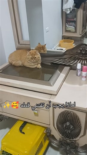 cathouse | ‎لماذا يجب أن تقتين قطه ؟ ✨🥰 #قططي #الرحمون_يرحمهم_الرحمن💔 #مياو #قطط_كيوت #الرحمون_يرحمهم_الرحمن‎ | Instagram