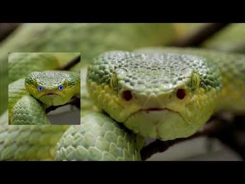 Why Darkness Doesn't Exist for Snakes (Thermal Vision Explained)