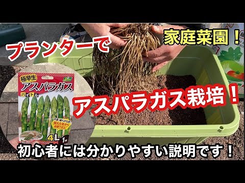 Grow asparagus in a planter! Easy even for beginners! Ultra-early asparagus can be harvested from...