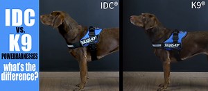 Differences Between K9 & IDC Powerharness - Julius K9 UK Blog
