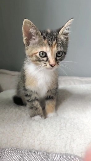 Some kitten mews to help start your week off right! I started petting Jaffa while Princess was in front of me and this was her response 😂 | Fostering kittens