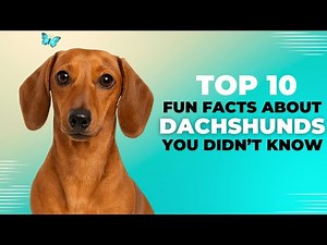 10 Amazing Things About Dachshunds You’ve Never Heard Of