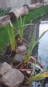 Our new Trinity biodiversity pond has frogspawn. Soon we'll have lots of tadpoles and can follow their development over summer! Thanks @collieennis for this update. #SustainableTrinity #biodiversity #nature #worldwildlifeday | Trinity College Dublin