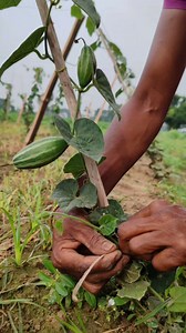 Training Pointed Gourd Plants to Climb – Woman Farmer at Work #everyone #StarsEverywhere #reelsfypシ #fypシ #shortsvideos #fb #agriculture #follower #everyoneシ゚ #highlights | SS Agri Vlog