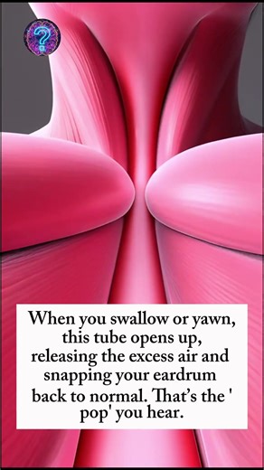 Did You Know It : Why Your Ear Pop in a Plane? 3D Animation Human Body Fact Short