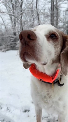 The Halo Collar 5 is a GPS-powered wireless fence and tracker for your dog. It’s easy to set up and effective at keeping my bird dog in my yard. Tap the link in profile to read our full review 🔗 🎥: scotteinsmann | Outdoor Life