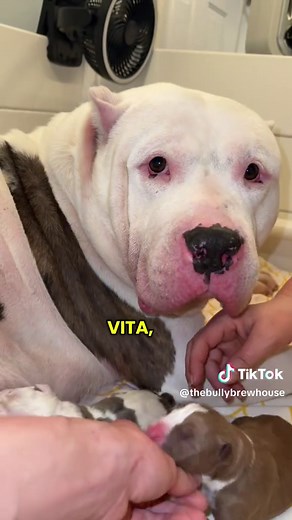 Meet Vita and Taurus: Beautiful Xl Bullies