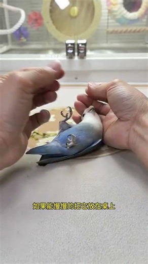 Easy Parrot Backflip Tutorial: Master the Skill in 3 Steps