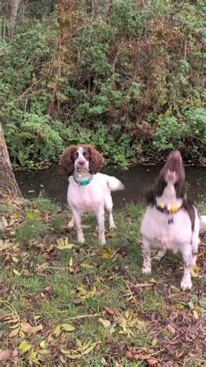 2 very excited Spaniels waiting to play.