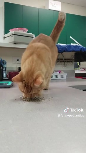 Why Cats Go Crazy for Catnip: A Funny Encounter