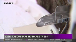 The sap must flow: Time to tap maple trees in Michigan
