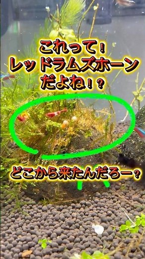 レッドラムズホーンが出現🐚 どこから来たのか！増殖する前になんとかした方がいいかな？