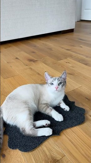 MAGIC CAT LOAF MAT 🍞