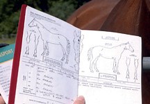 Horse passport regulations from 1 July - Horse & Hound