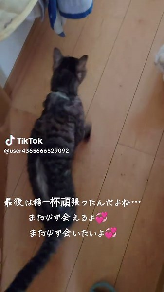 Watch a Striped Tabby Cat Explore Indoors