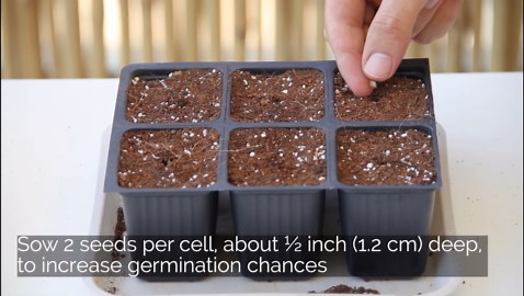 How to grow spinach in containers in 3 easy steps